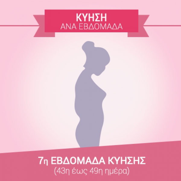 7η εβδομάδα εγκυμοσύνης (43η έως 49η ημέρα)